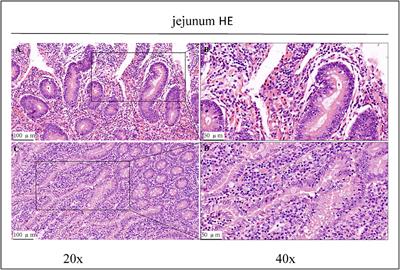 Effect of oregano essential oil on intestinal immunoglobulin G in Holstein dairy bulls